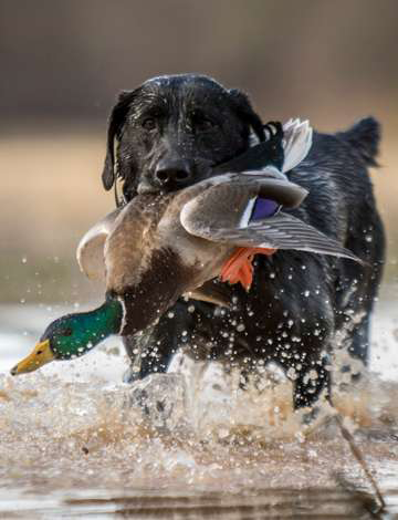 Dog retrieving a duck